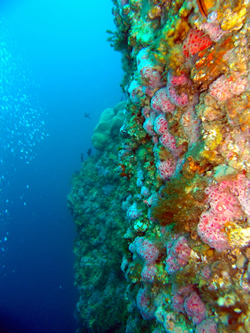 The ocean&rsquo;s future?