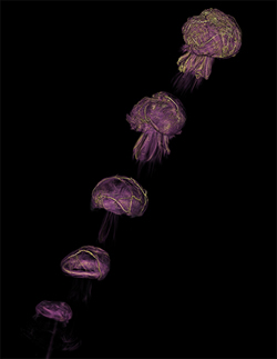 Astrophysics team simulates off-center supernova